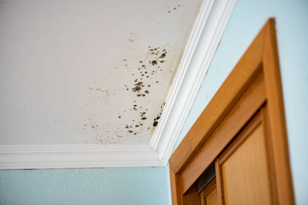 Best Residential Mold Removal  in Hot Springs, AR