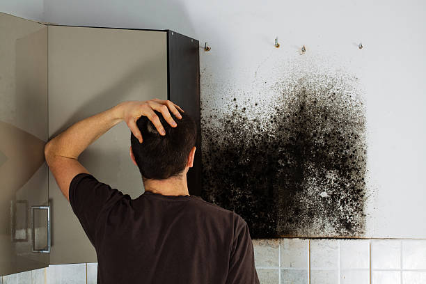 Mold Removal Process in Hot Springs, AR